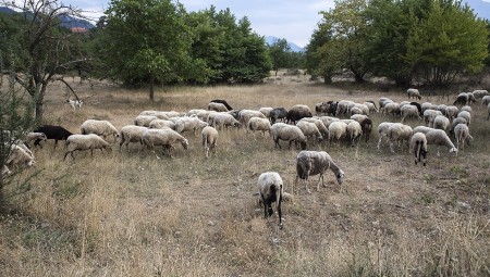 Τόσο σανό υπάρχει γύρω-γύρω, απούλητο να μείνει;