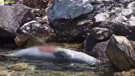 Αλόννησος: Οργή για τη δολοφονία της φώκιας - σύμβολο του νησιού