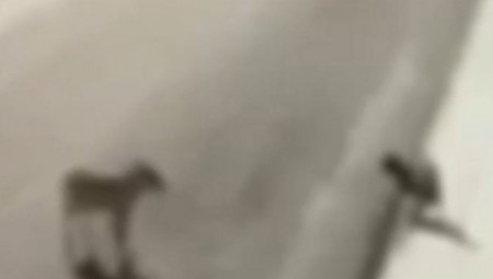 ΣΟΚ! Λύκος κατασπάραξε μικρό αδέσποτο σκυλάκι στη Χαλκηδόνα (video)
