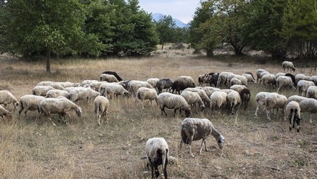 Τι λένε οι παραμυθάδες ρε;